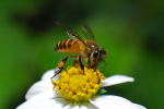 Пчелка, выставочный зал для реализации товаров для пчеловодства, меда